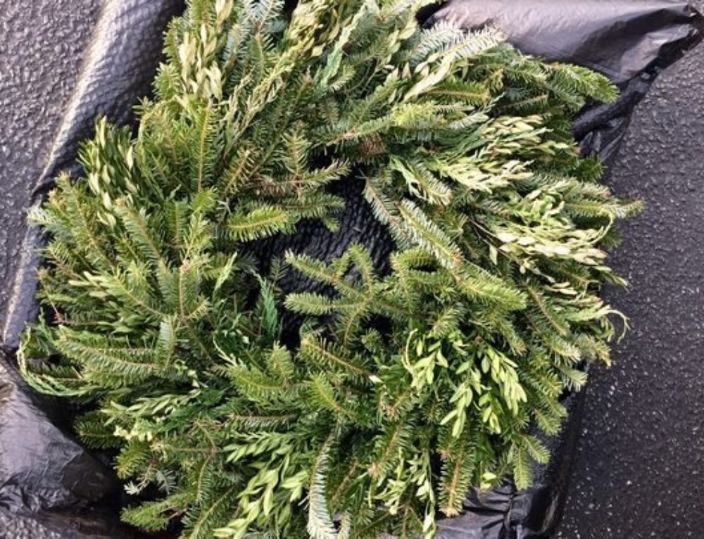 Wreaths Sold by Boy Scout Troop 399 Test Positive for Boxwood Blight